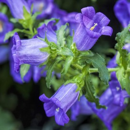 Outsidepride Medium Blue Canterbury Bells Flower Seeds - 10000 Pcs Biennial Easy to Grow Cut Flower Garden Seeds with Charming Bell-Shaped Blooms for Floral Arrangements, Borders, & Cottage Gardens
