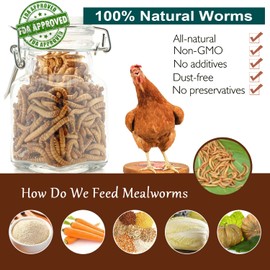 Euchirus Non-GMO High-Protein Large Dried Mealworms for Chickens, Natural Grubs and Poultry Treats as Chicken Feed,Duck Food, Wild Birds Seed,Fish Food,Reptile food,Amphibian Food(Mealworms-22LB)