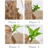 Lucky Brazil Wood Potted Plant - Color: Fortune Brazil Wood