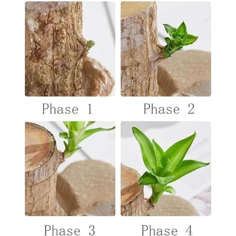 Lucky Brazil Wood Potted Plant - Color: Fortune Brazil Wood