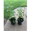 Red & White Texas Star Hardy Hibiscus Seeds RED and