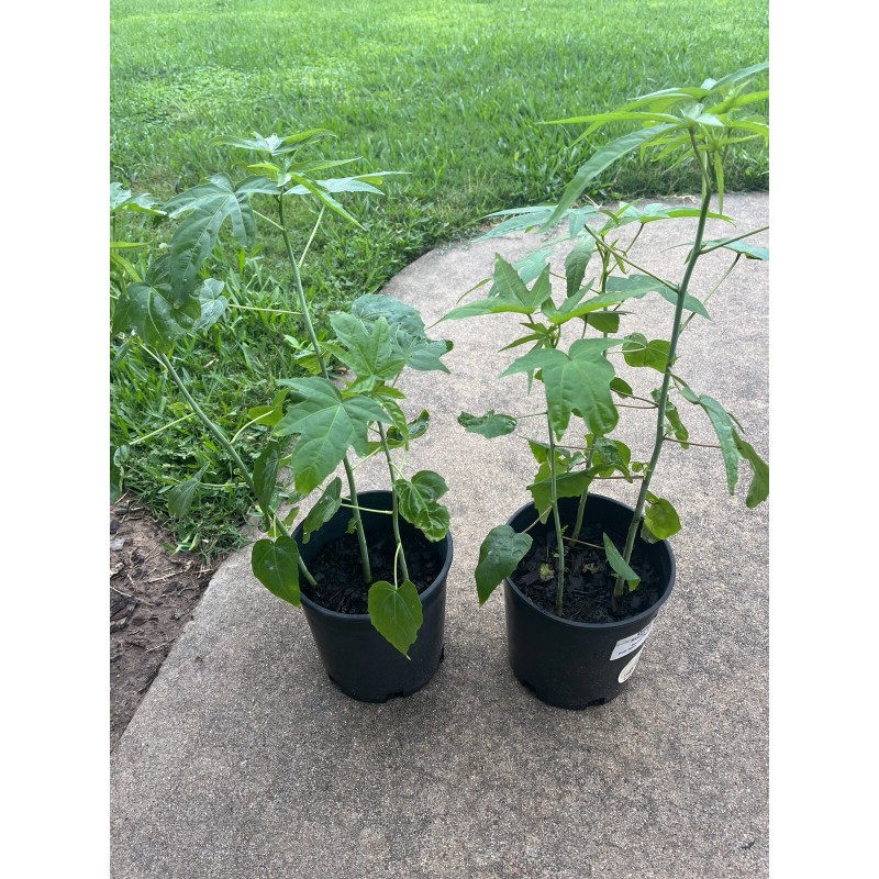 Red & White Texas Star Hardy Hibiscus Seeds RED and