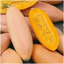 TomorrowSeeds - Jumbo Pink Banana Squash Seeds - 60+ Count - for 2025 Planting USA Garden Vegetable Winter Pumpkin Butternut Acorn Georgia Candy Roaster Non-GMO Heirloom Grow Your Own Home Farm Patio