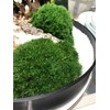 Preserved Pole Moss Pillow Moss Bun Moss Cushion Moss Natural