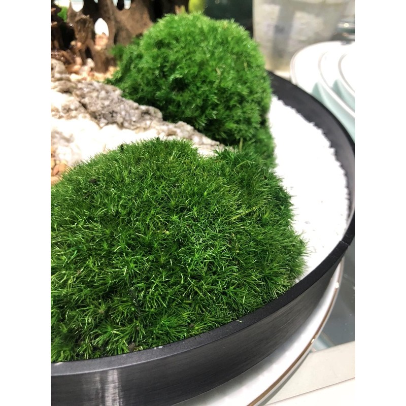 Preserved Pole Moss Pillow Moss Bun Moss Cushion Moss Natural