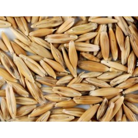 USA Grown Whole Grain Oats Seeds Chicken Cat Grass Backyard Seed Feed Greens Bird Food USA - 3 Pounds