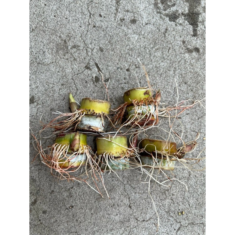 Sugarcane 5 Sugarcane Cutting Sweet Juicy Tropical Live Plant Ready
