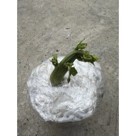 Chayote 1 Chayote Plant Sprouted Chayote Live Plant Ready To Plant