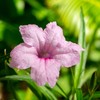 Outsidepride Pink Mexican Petunia - 30 Seeds