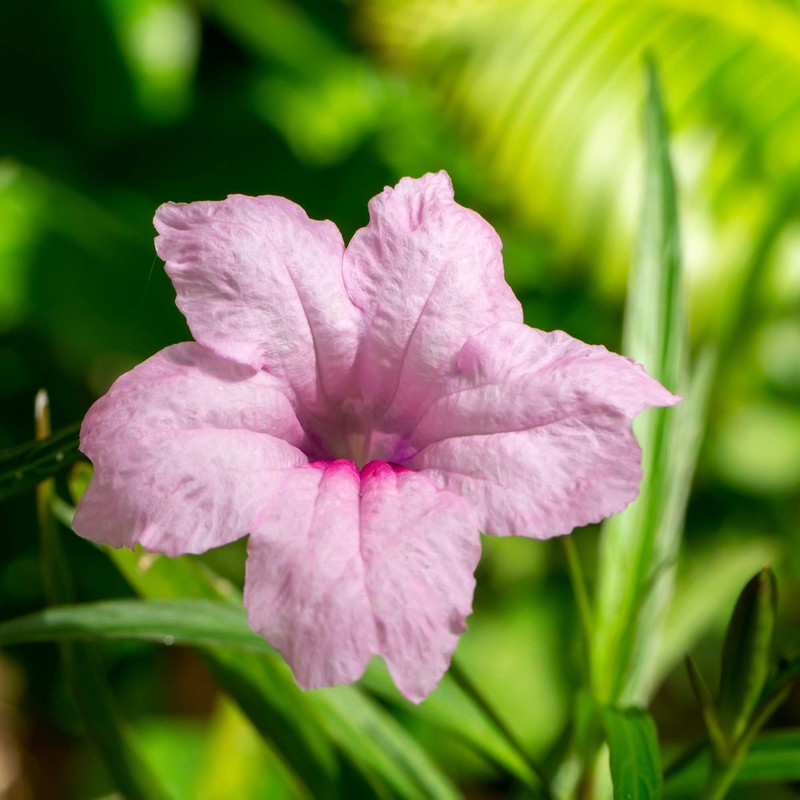 Outsidepride Pink Mexican Petunia - 30 Seeds