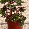 Begonia Tiger’s Paw – Rare Furry Leaf Begonia in 4”