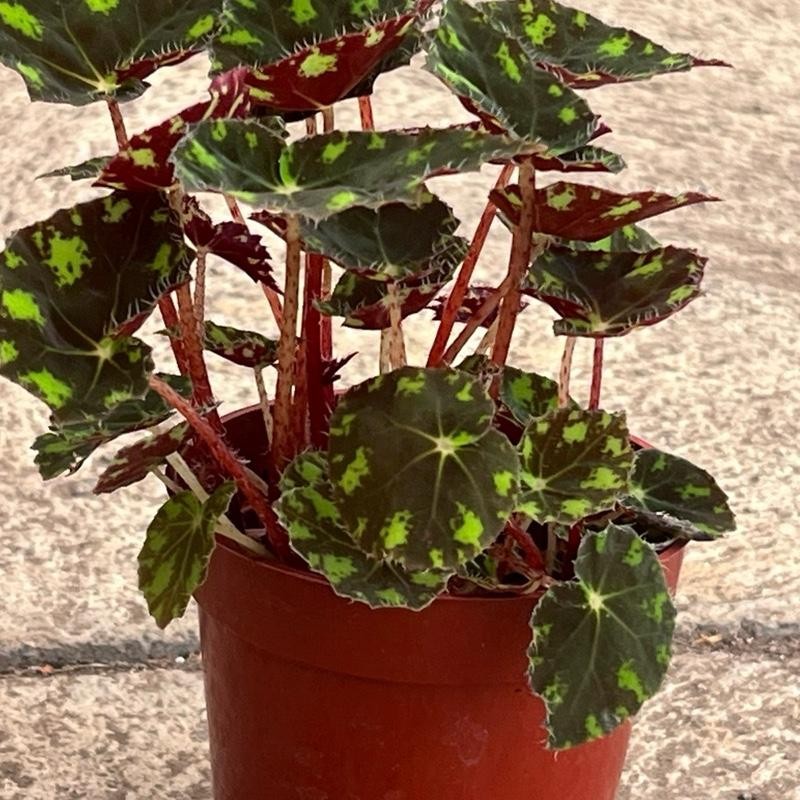 Begonia Tiger’s Paw – Rare Furry Leaf Begonia in 4”