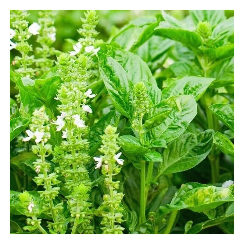 Seed Savvy 100+ seeds - Lemon Basil , heirloom seeds