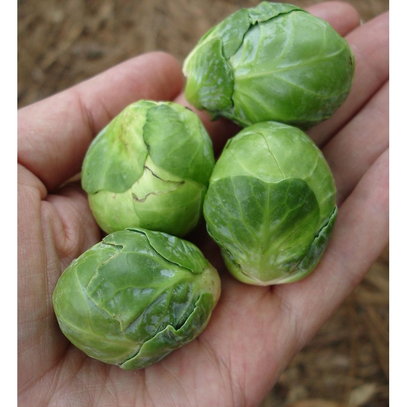 22Day Seeds: Seeds Brussels Sprouts Long Island/Green Cabbage/Non GMO/Heirloom