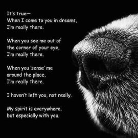 Inspirational dog refrigerator magnet 3 1/2 x 3 1/2"