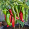 20 Semillas Chile Anaheim Pepper Importadas Organicas Nuevas