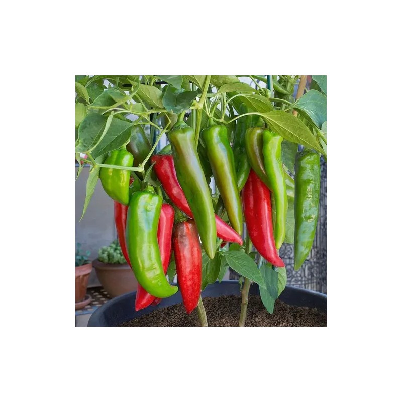 20 Semillas Chile Anaheim Pepper Importadas Organicas Nuevas