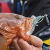 RUDIE'S Roodies Grouper Eater Shrimp Tagui Shrimp RUDIE'S 10 Flickering
