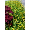 Lantana New Gold I 30 Live Plants I Verbenaceae Camara