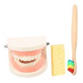 ABOOFAN 1Set Teeth Kit with Brush Educational for Standard Teeth Model to Learn Brushing Skills Develop Creativity and Hand Eye Coordination