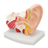 Human Ear Anatomical Model Clear Structure Simulation Inner Ear Model