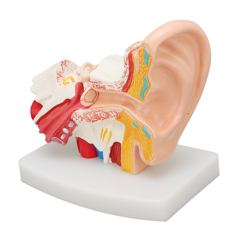 Human Ear Anatomical Model Clear Structure Simulation Inner Ear Model