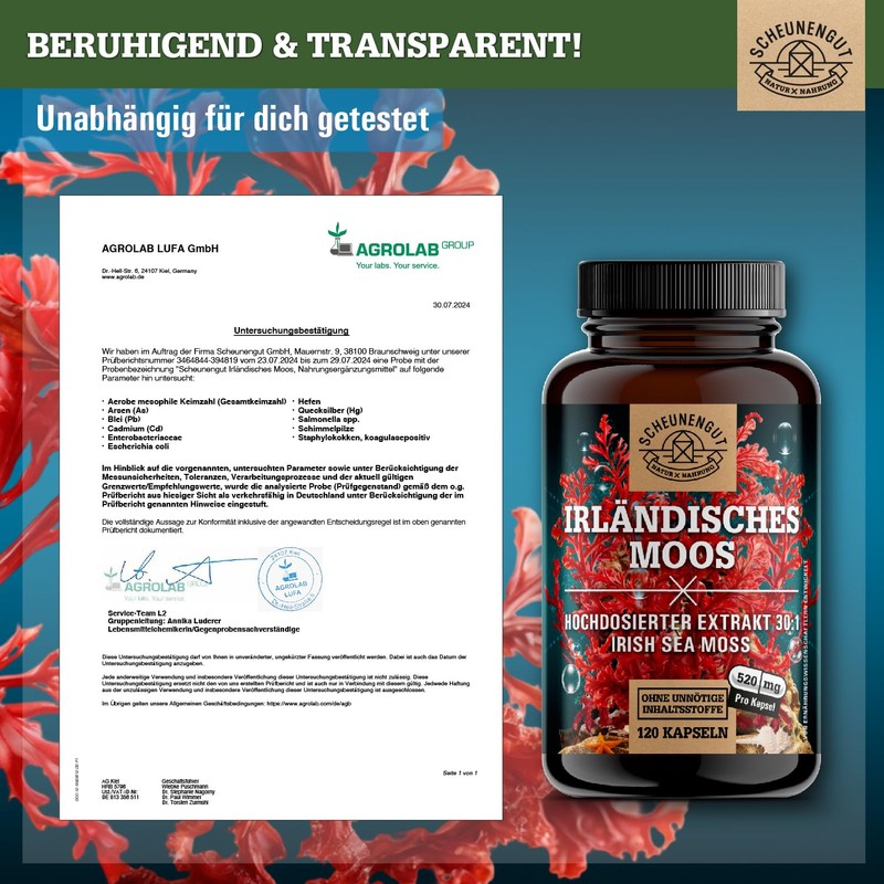 Seemoos aus isländischem Moos roter Seetang Sea moss