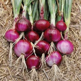 250 Organic Southport Red Globe Onion Seeds USA Harvested 1 gram of Seeds