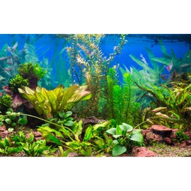 Aquarium Background Various Underwater Grass Plants Aquarium Backdrop Vivid and Fresh Green Aquatic Plants Stone River Bed and Dead Wood Purple Stone Fish Tank Background 24x12in