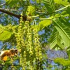 천연 벌화분 500g 먹는 꿀벌 화분 도토리화분(건조화분) Natural Bee Pollen