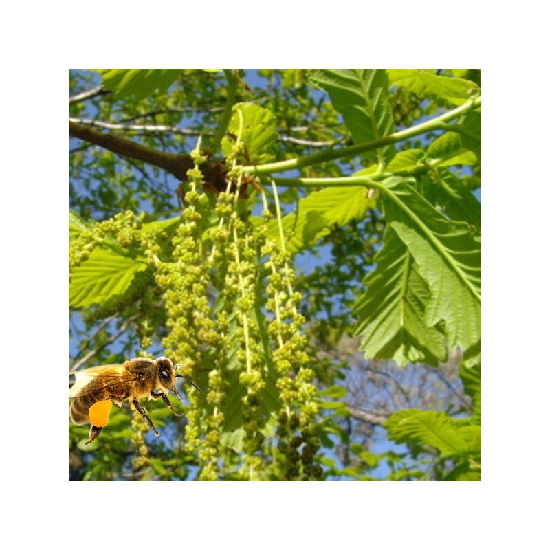 천연 벌화분 500g 먹는 꿀벌 화분 도토리화분(건조화분) Natural Bee Pollen
