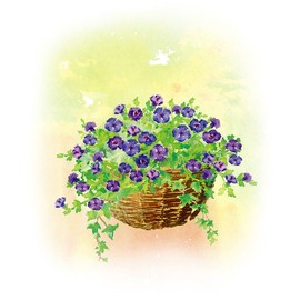 Takasho Rattan Wall Hanging Basket M /A GSTR-FG16