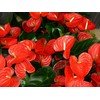 Hawaiian Red Anthurium Plant 6-10 Inches in a 2" Pot