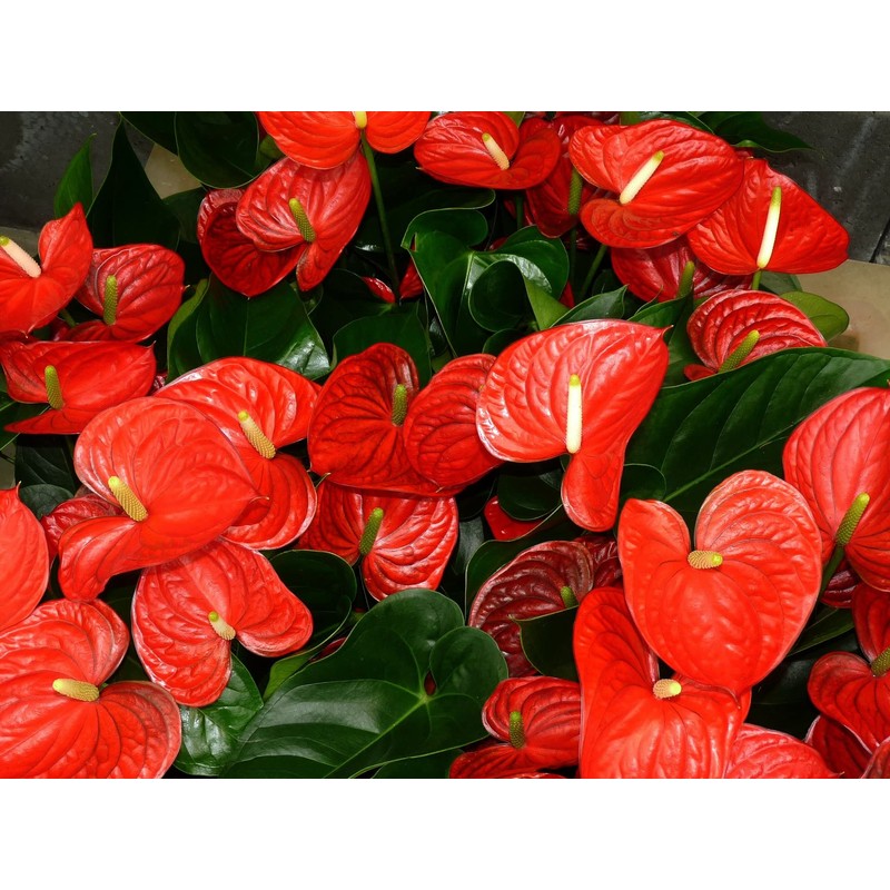 Hawaiian Red Anthurium Plant 6-10 Inches in a 2" Pot