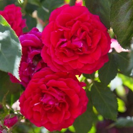 Heirloom Roses Live Rose Plant - Bright Melody Red Rose Bush for Outdoor Planting