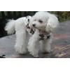 RIOSTUDIO Dog Vest, Puppy Sizes Available, Dog Clothes, Fall, Winter,