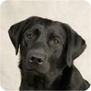 Pack Of Six Labrador Black Dog Pet Aluminium Coasters And