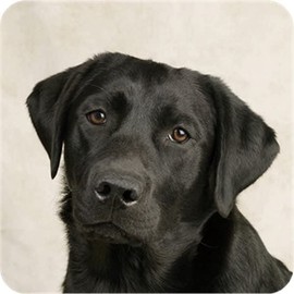 Pack Of Six Labrador Black Dog Pet Aluminium Coasters And Gift Box