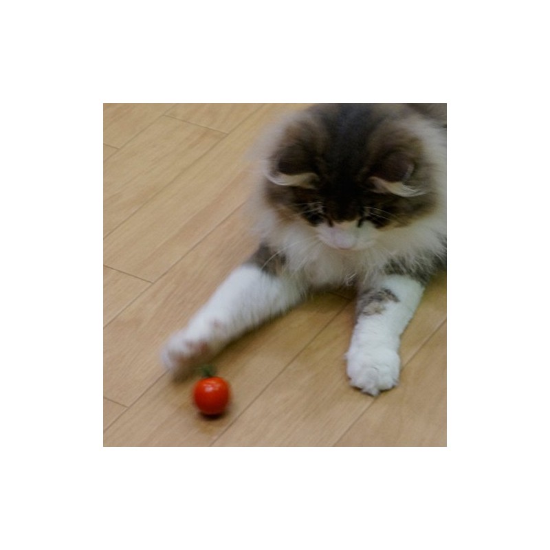 CattyMan Punished Cat Fresh Vegetable Bowl