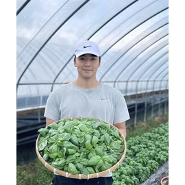Chorokdam Homemade Basil Pesto 250g, 1 piece / 초록담 수제 바질페스토 250g, 1개