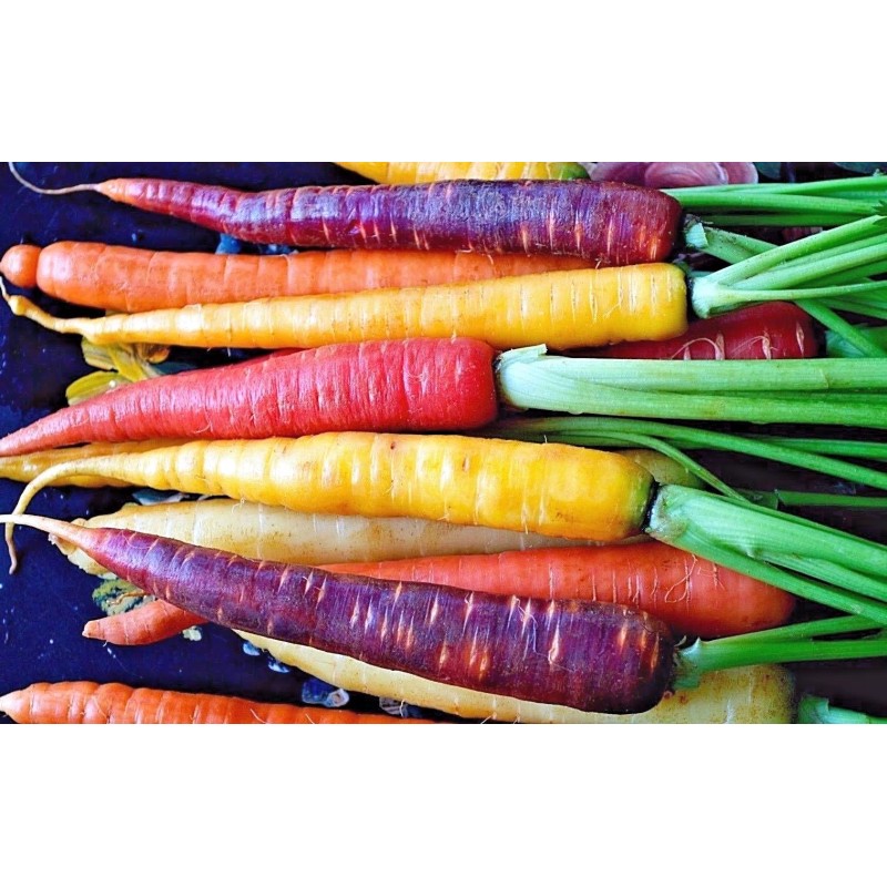 Southeast Seeds Rainbow Carrot Blend Mix, Seeds, Colorful, NON-GMO, Beta
