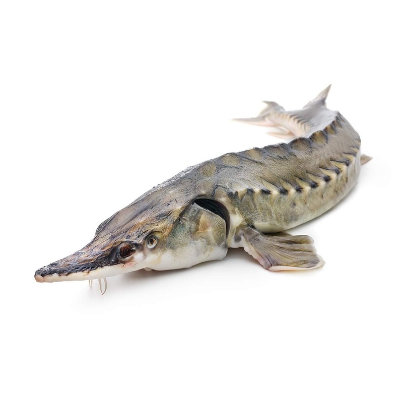 Sturgeon in Tomato Sauce by EcoFood (Pack of 3) 8.5