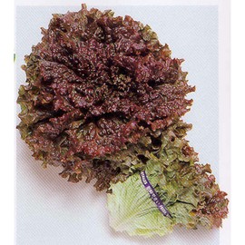 Lettuce Seeds, Leaf - New Red Fire - 1 Oz ~25000 Seeds - Non-GMO, Heirloom - Vegetable Garden & Microgreens