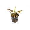 SubstrateSource Cryptocoryne Live Aquarium Plants - Freshwater Plant for Aquariums,