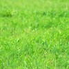 Dryland Pasture Grass Mix 1 Lb ~149,600 Seeds – Erosion