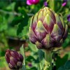 Southeast Seeds Purple Romagna Artichoke Seeds, Carciofo di Romagna, NON-GMO,
