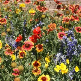 200 Dryland Drought Tolerant Wildflower Mix Seeds. USA Seeds. Organic Ships free