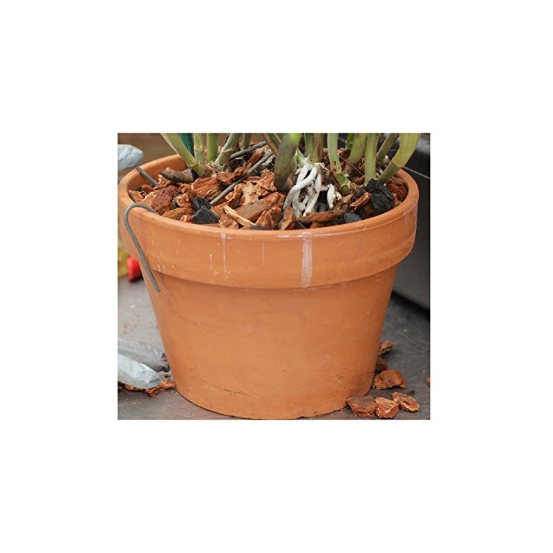 Orchid Nerd Galvanized Rhizome Clip for Clay Pot (4 Inch