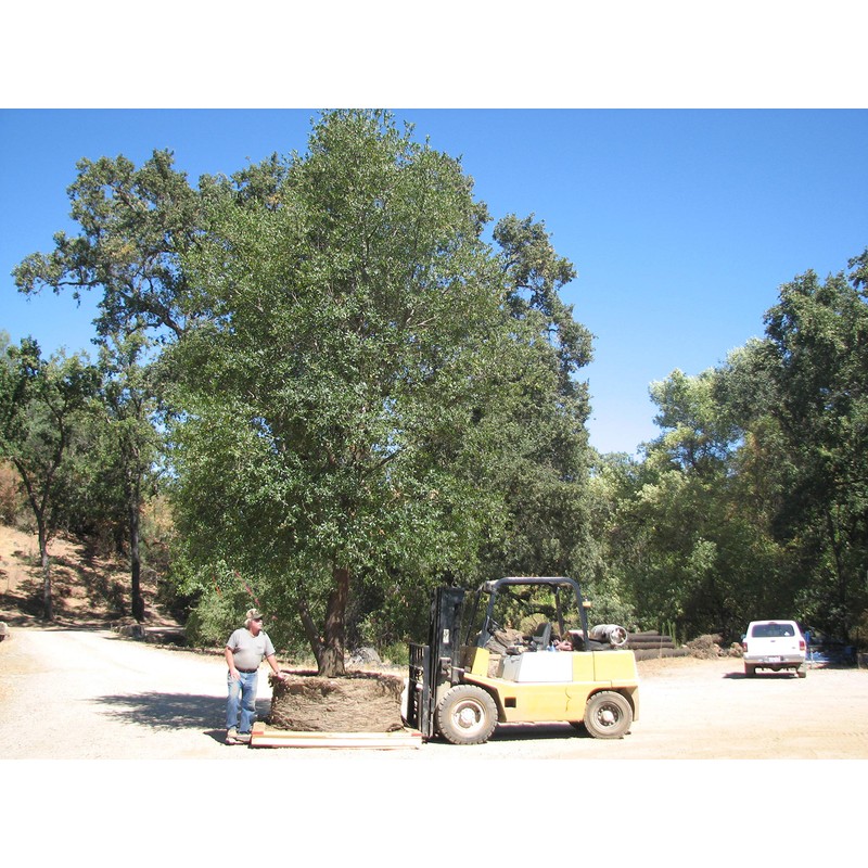 Smart Pots 300-Gallon Smart Pot Soft-Sided Container, Tan