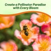 Outsidepride Sundial Peach Portulaca Moss Rose Seeds - 250 Pcs
